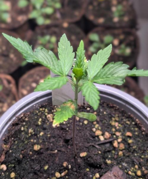 Purple Lemonade Auto Fast Buds Outdoor. Week 3 - Day 17