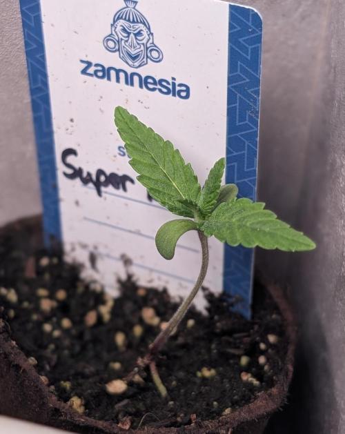 Super Boof Weed Seed Shop. Week 2 - Day 10