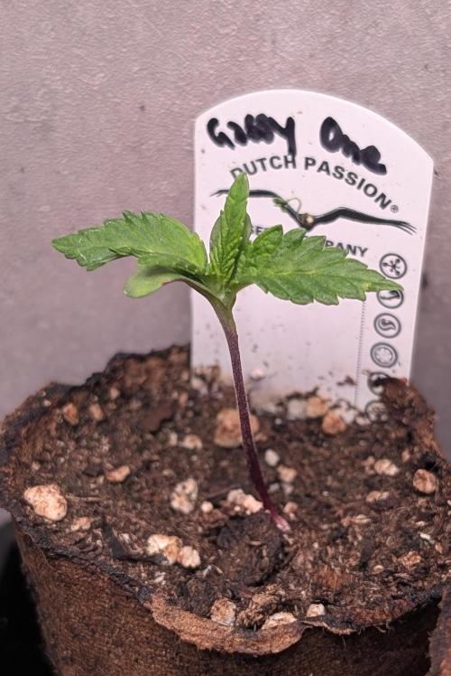 The Gassy One Super Sativa Seed Club. Week 2 - Day 10