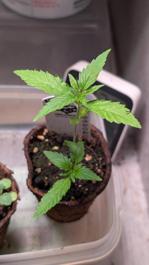 Strawberry Cola Sherbet F1 Sweet Seeds. Week 2 - Day 11