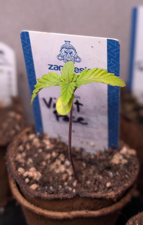 Violet Face Auto Anesia Seeds. Week 2 - Day 11