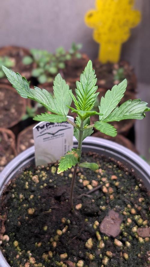 Purple Lemonade Auto Fast Buds Outdoor. Week 3 - Day 18