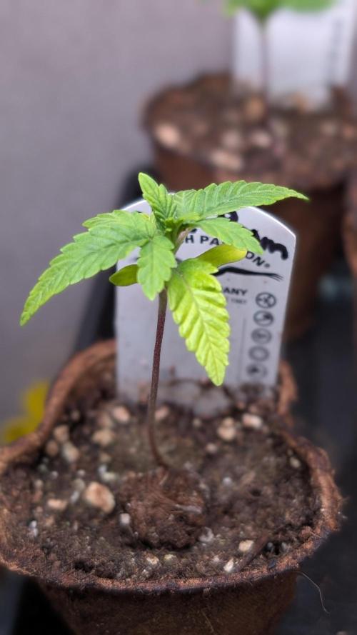 Glue Prom Walipini Seeds. Week 3 - Day 18
