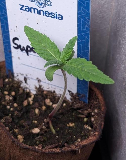 Super Boof Weed Seed Shop. Week 2 - Day 11
