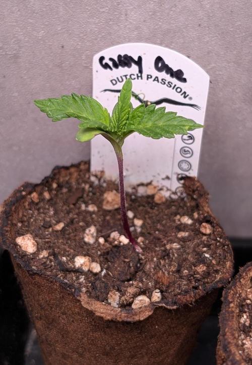 The Gassy One Super Sativa Seed Club. Week 2 - Day 11