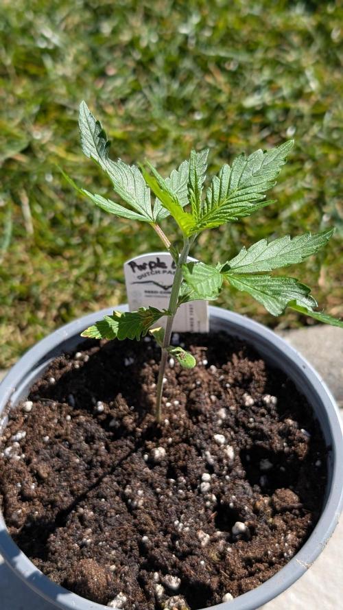 Purple Lemonade Auto Fast Buds Outdoor. Week 3 - Day 19