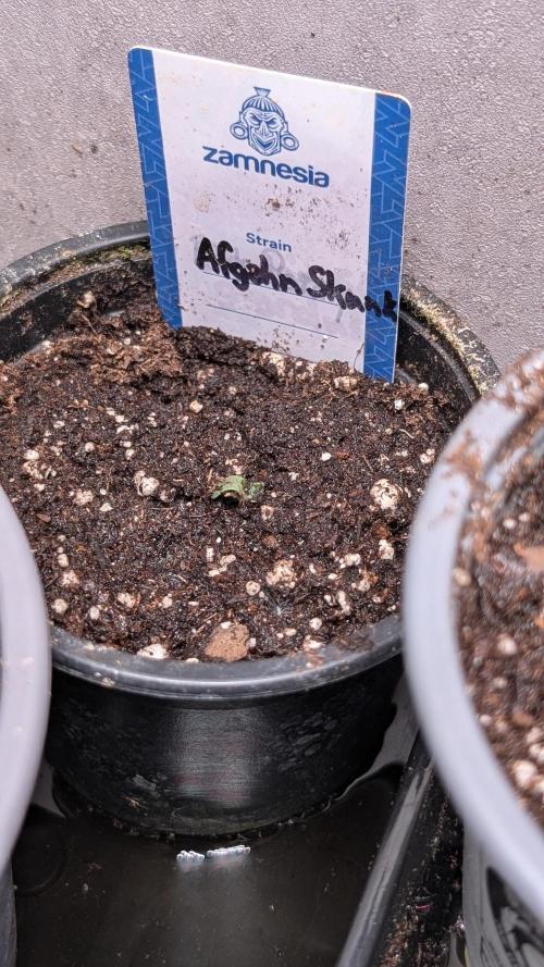 Afgahn Skunk Expert Seeds. Week 1 - Day 6