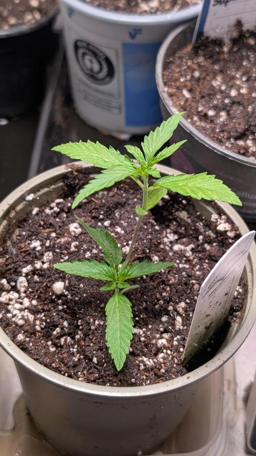 Strawberry Cola Sherbet F1 Sweet Seeds. Week 2 - Day 12