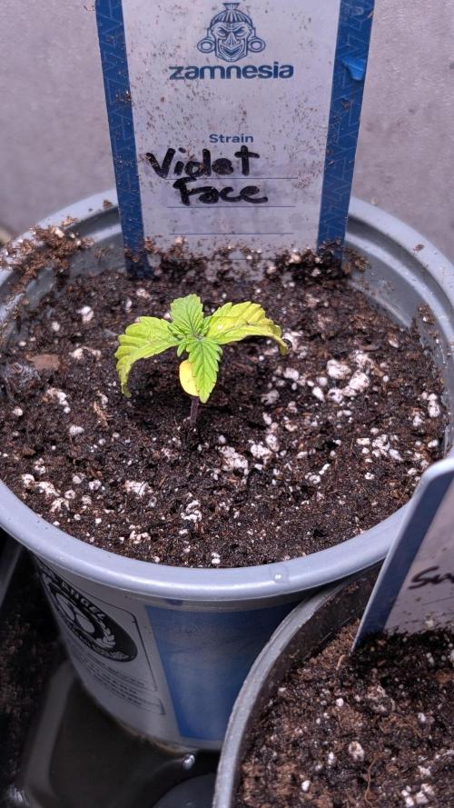 Violet Face Auto Anesia Seeds. Week 2 - Day 12