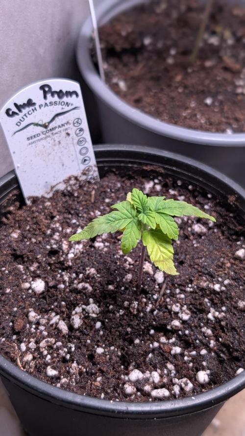 Glue Prom Walipini Seeds. Week 3 - Day 19