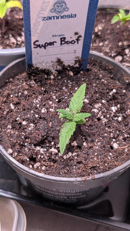 Super Boof Weed Seed Shop. Week 2 - Day 12