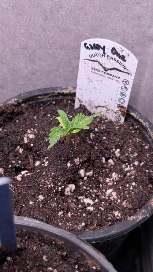 The Gassy One Super Sativa Seed Club. Week 2 - Day 12
