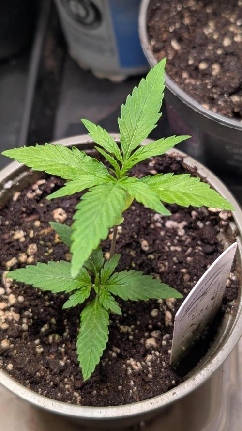 Strawberry Cola Sherbet F1 Sweet Seeds. Week 2 - Day 13