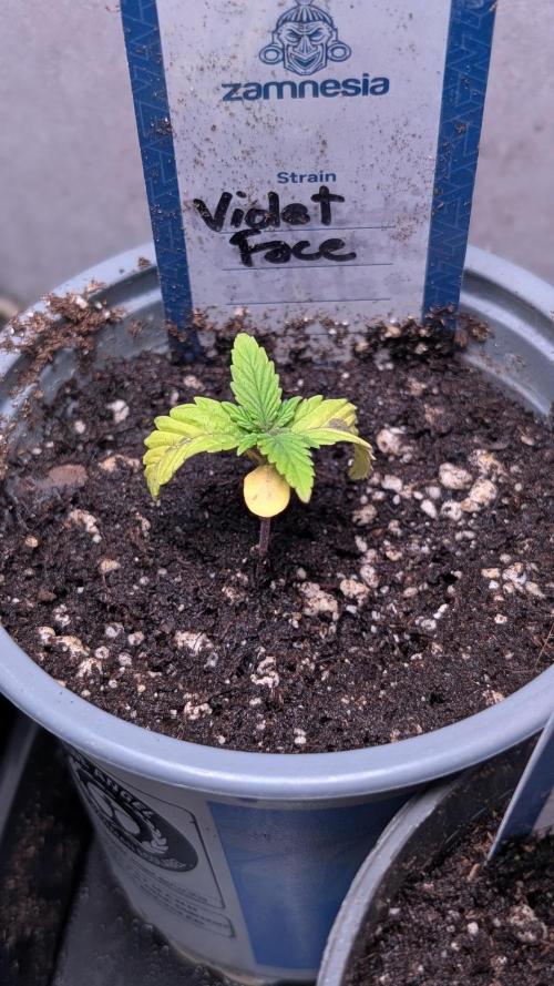 Violet Face Auto Anesia Seeds. Week 2 - Day 13