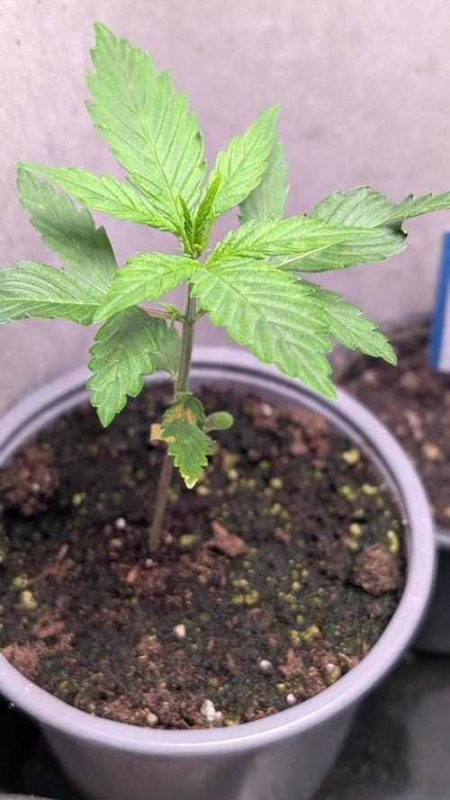 Purple Lemonade Auto Fast Buds Outdoor. Week 3 - Day 20