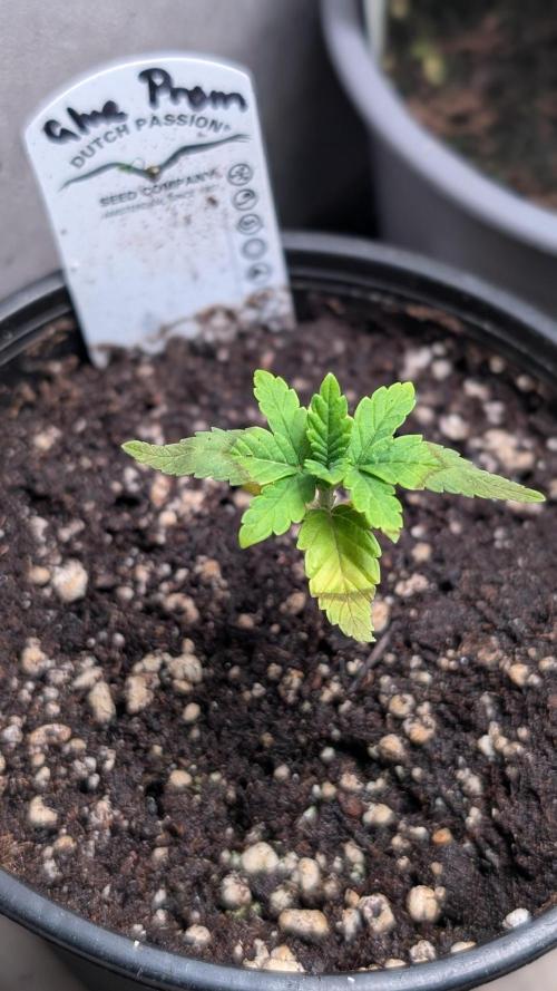 Glue Prom Walipini Seeds. Week 3 - Day 20