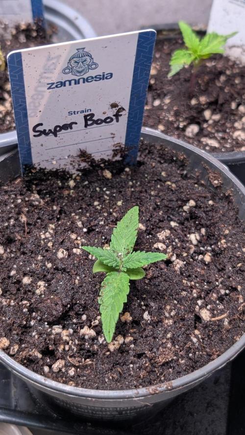 Super Boof Weed Seed Shop. Week 2 - Day 13
