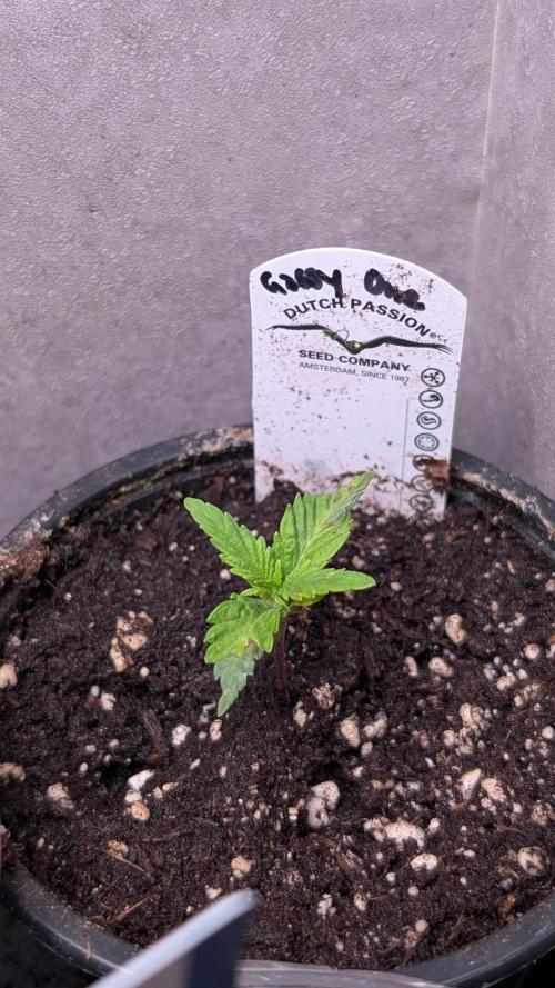 The Gassy One Super Sativa Seed Club. Week 2 - Day 13