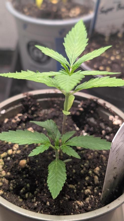 Strawberry Cola Sherbet F1 Sweet Seeds. Week 2 - Day 14