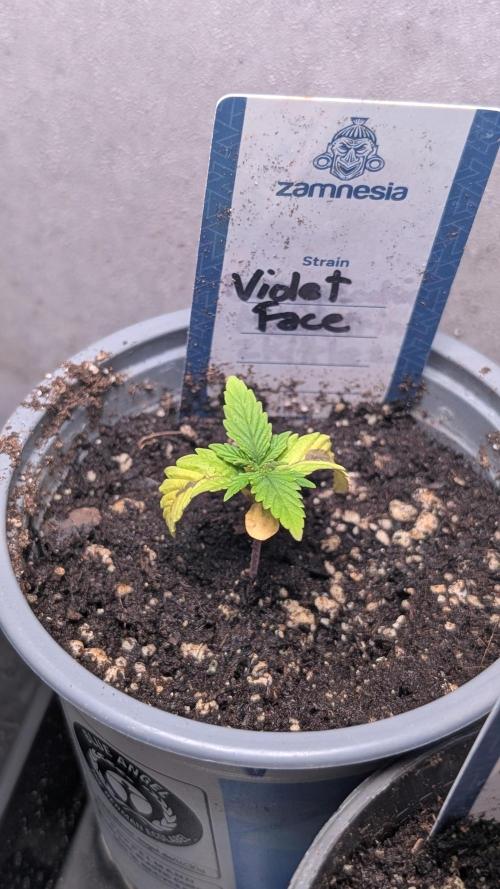 Violet Face Auto Anesia Seeds. Week 2 - Day 14
