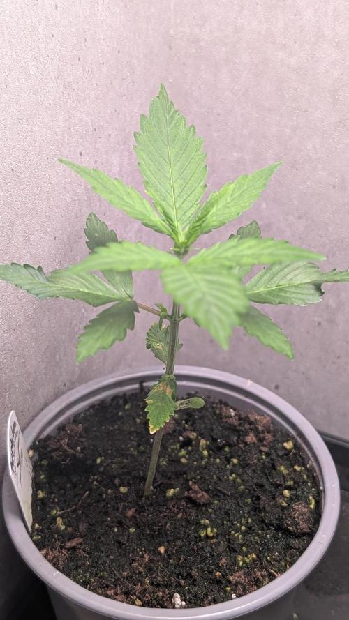 Purple Lemonade Auto Fast Buds Outdoor. Week 3 - Day 21