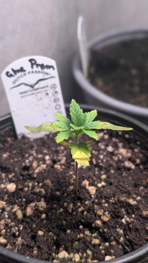 Glue Prom Walipini Seeds. Week 3 - Day 21