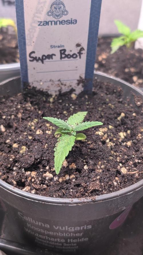 Super Boof Weed Seed Shop. Week 2 - Day 14