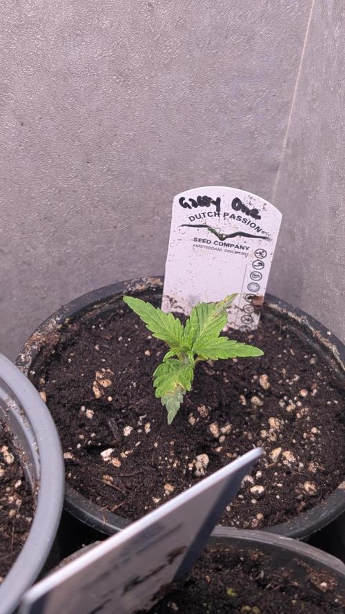 The Gassy One Super Sativa Seed Club. Week 2 - Day 14