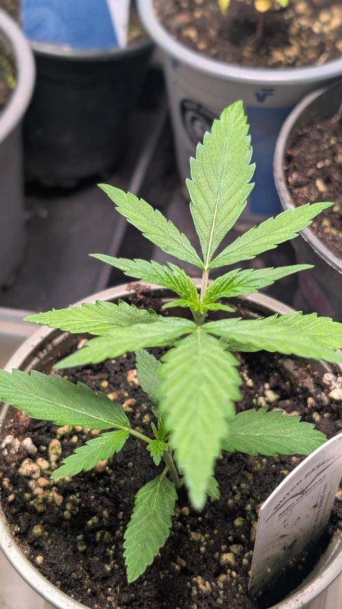 Strawberry Cola Sherbet F1 Sweet Seeds. Week 3 - Day 15
