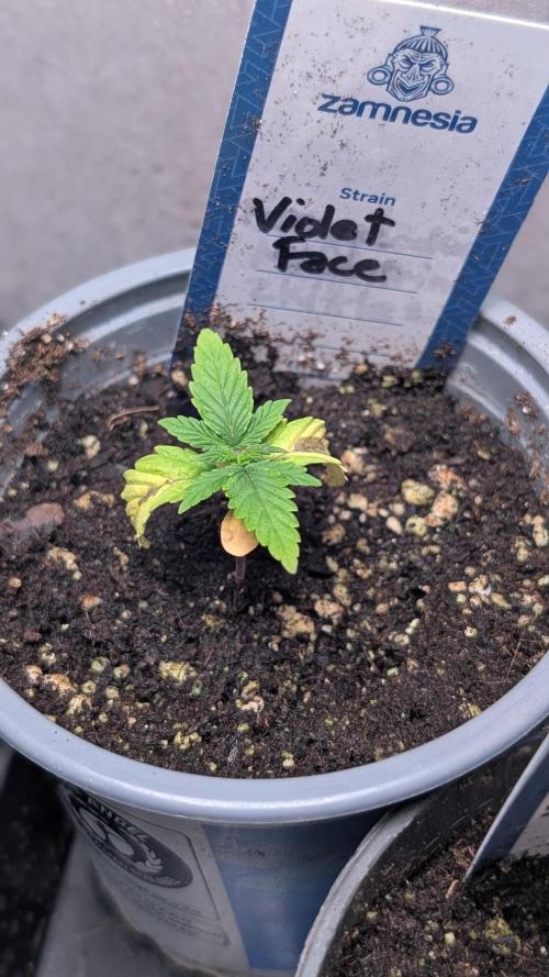 Violet Face Auto Anesia Seeds. Week 3 - Day 15