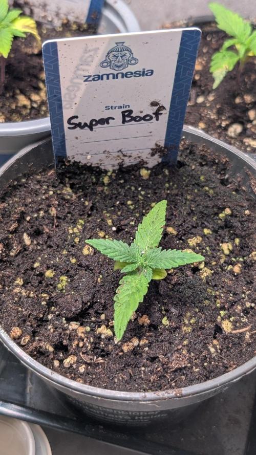 Super Boof Weed Seed Shop. Week 3 - Day 15