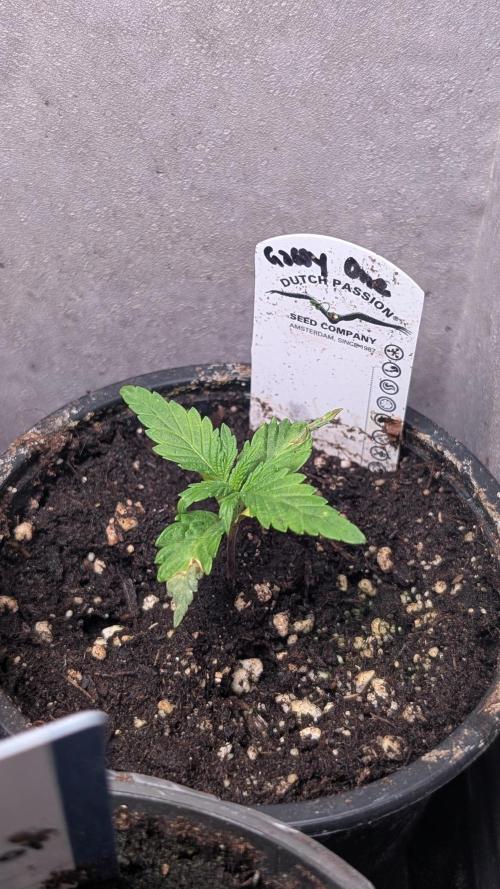 The Gassy One Super Sativa Seed Club. Week 3 - Day 15