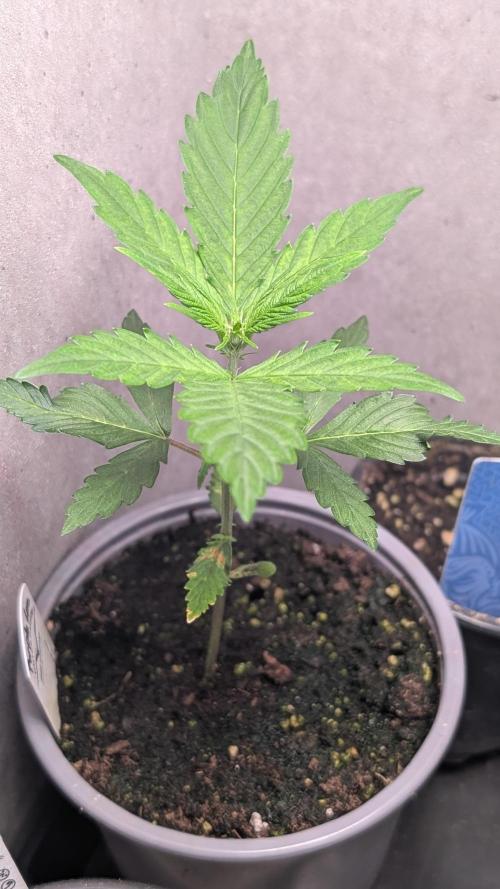 Purple Lemonade Auto Fast Buds Outdoor. Week 4 - Day 22