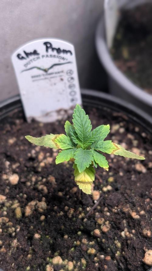 Glue Prom Walipini Seeds. Week 4 - Day 22