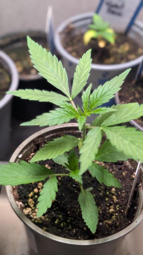 Strawberry Cola Sherbet F1 Sweet Seeds. Week 3 - Day 16