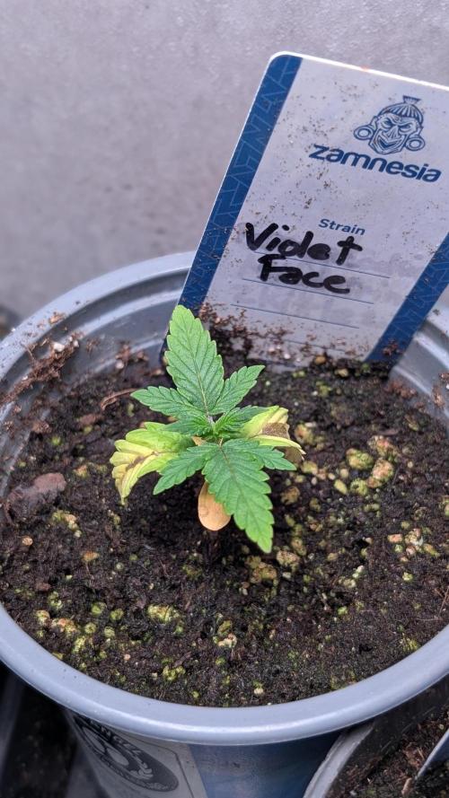 Violet Face Auto Anesia Seeds. Week 3 - Day 16