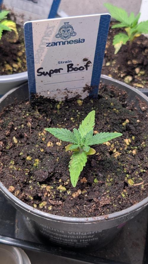 Super Boof Weed Seed Shop. Week 3 - Day 16