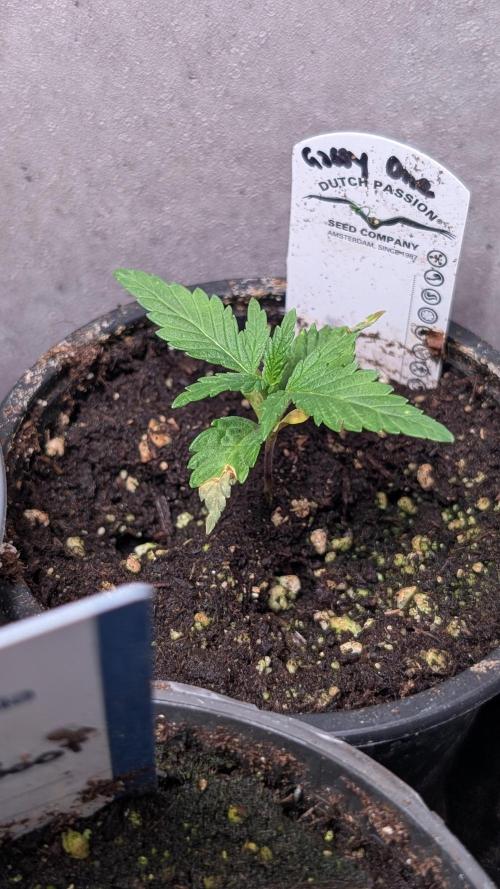 The Gassy One Super Sativa Seed Club. Week 3 - Day 16