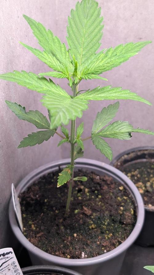 Purple Lemonade Auto Fast Buds Outdoor. Week 4 - Day 23