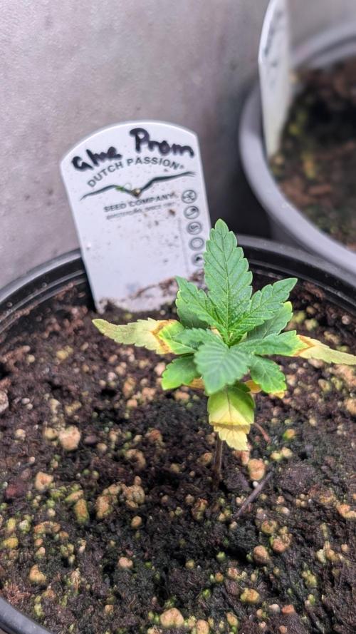 Glue Prom Walipini Seeds. Week 4 - Day 23