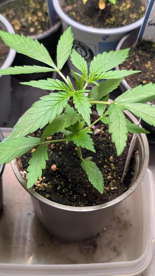 Strawberry Cola Sherbet F1 Sweet Seeds. Week 3 - Day 17