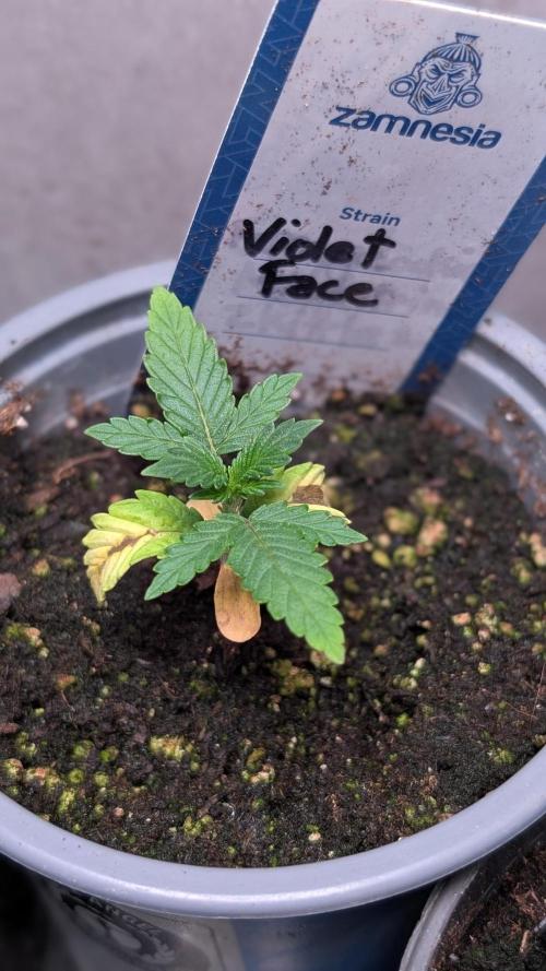 Violet Face Auto Anesia Seeds. Week 3 - Day 17