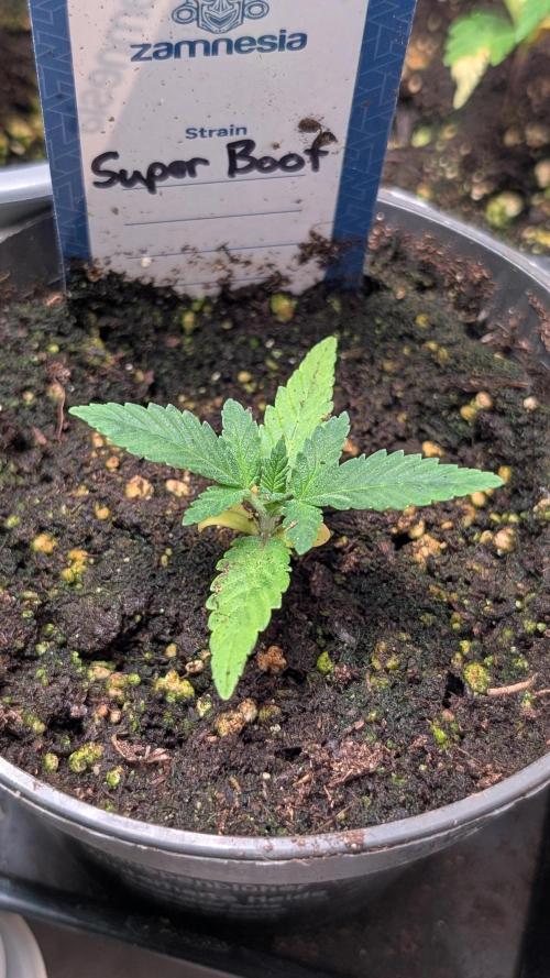 Super Boof Weed Seed Shop. Week 3 - Day 17