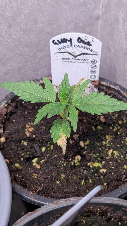 The Gassy One Super Sativa Seed Club. Week 3 - Day 17