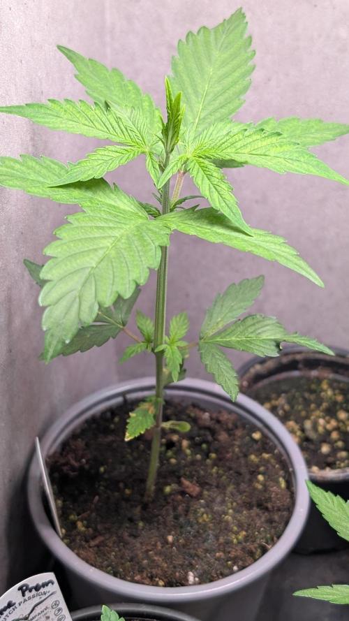 Purple Lemonade Auto Fast Buds Outdoor. Week 4 - Day 24