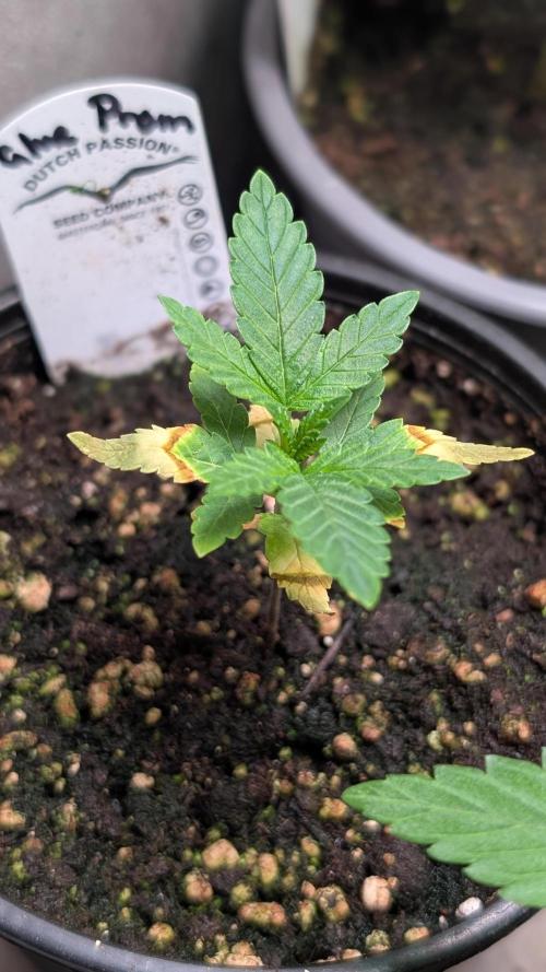 Glue Prom Walipini Seeds. Week 4 - Day 24