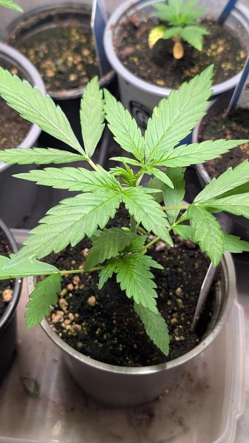 Strawberry Cola Sherbet F1 Sweet Seeds. Week 3 - Day 18