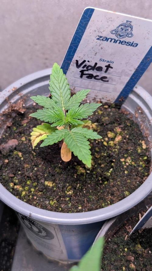 Violet Face Auto Anesia Seeds. Week 3 - Day 18