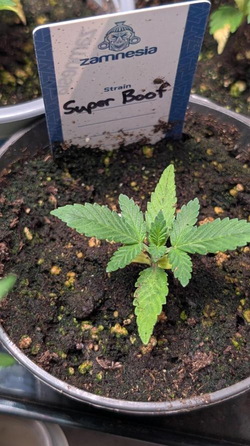 Super Boof Weed Seed Shop. Week 3 - Day 18