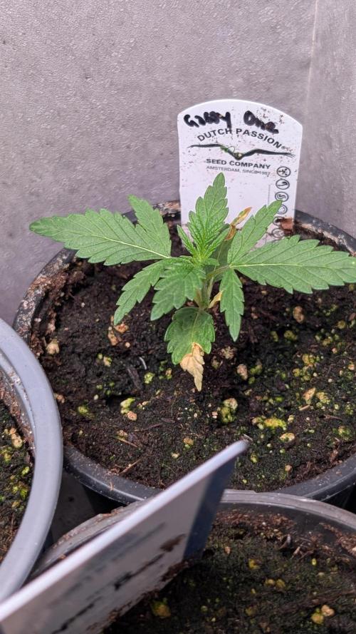 The Gassy One Super Sativa Seed Club. Week 3 - Day 18